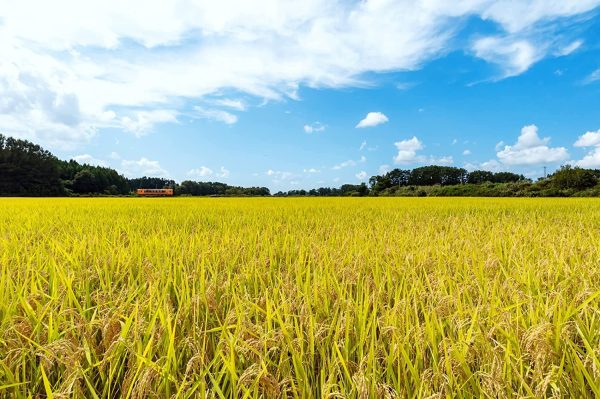 パールライス 白米 青森県産はれわたり 5kg 令和6年産 - 画像 (2)